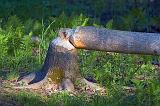 Felled Tree_48762